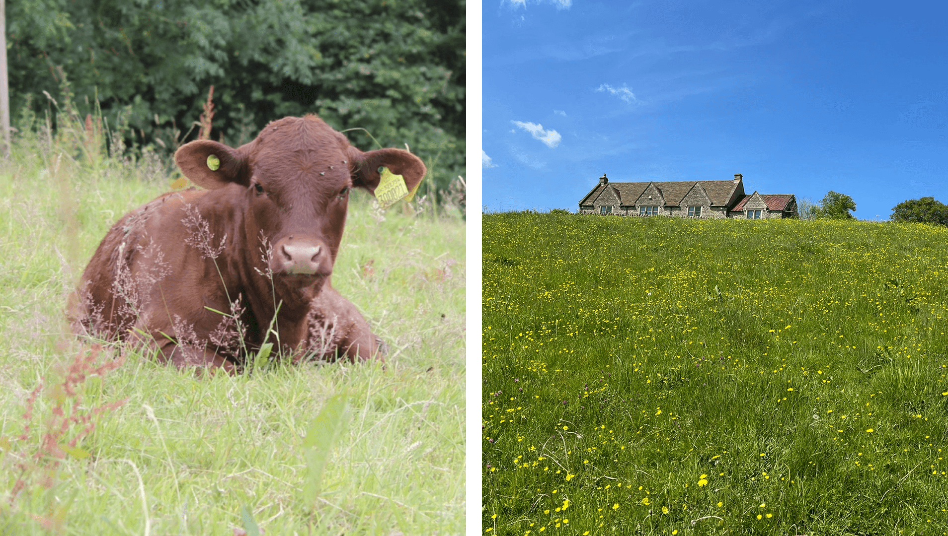 Red Ruby Cow and Oakford Manor farm