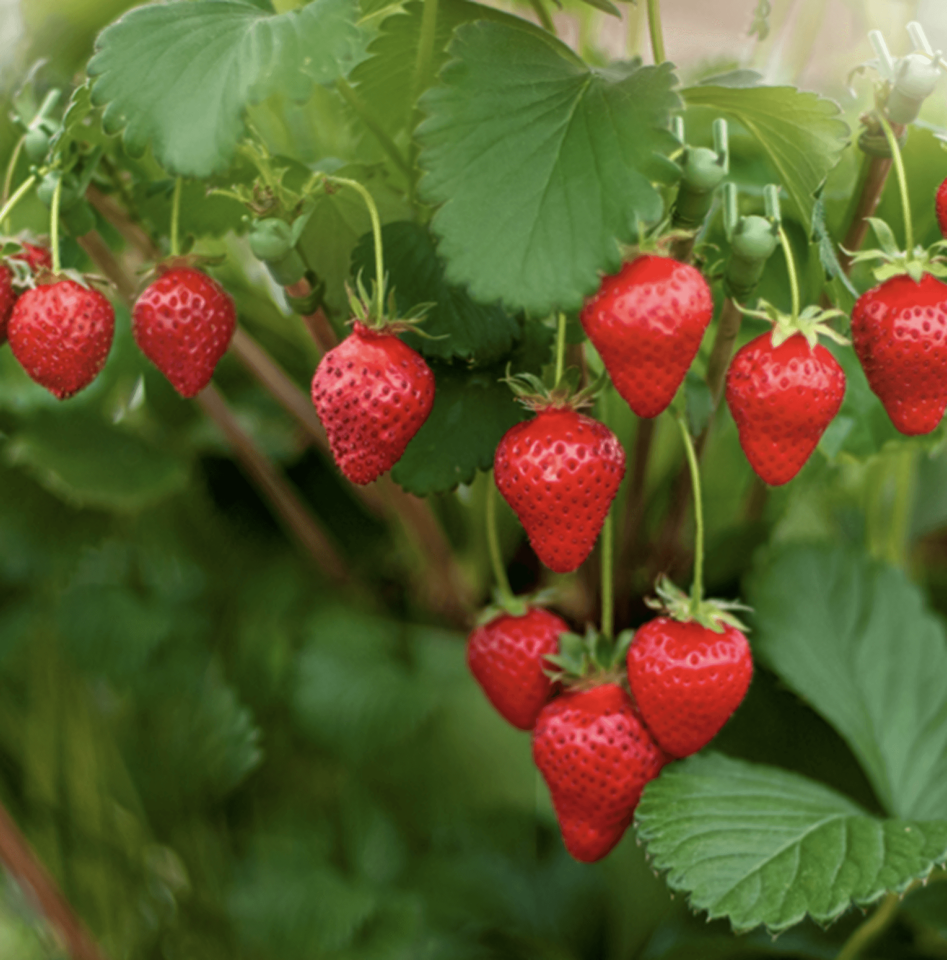 Freshly grown Strawberries